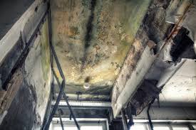 Best Black Mold Removal  in South Uniontown, PA